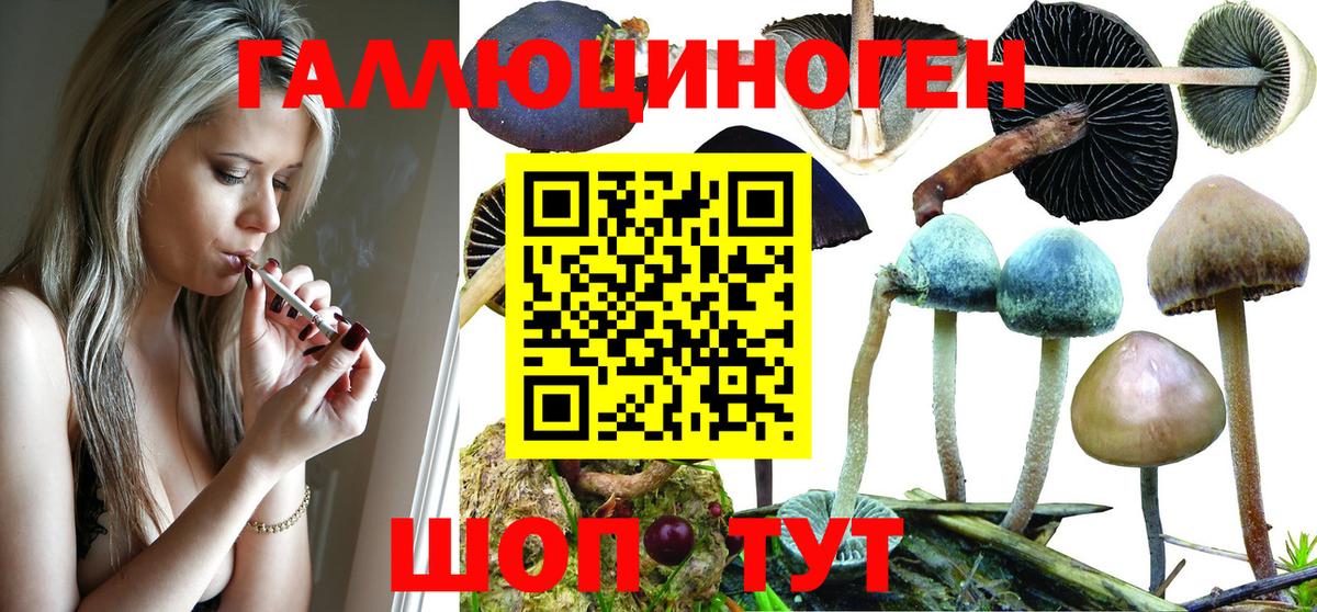 Псилоцибиновые грибы Psilocybe Волгодонск